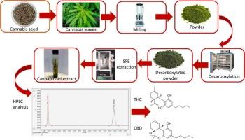 Bio-Based Solvents in Cannabis Extraction: A New Era