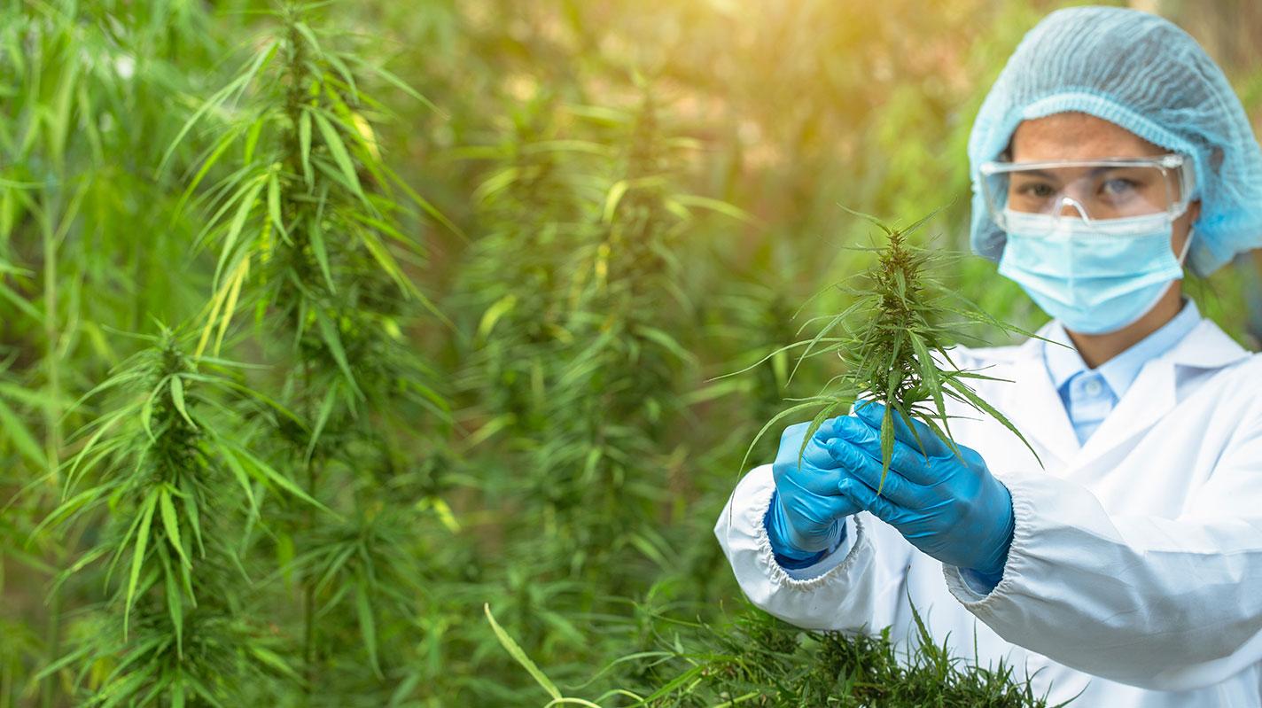 Essential Cannabis Lab Equipment for Compliance