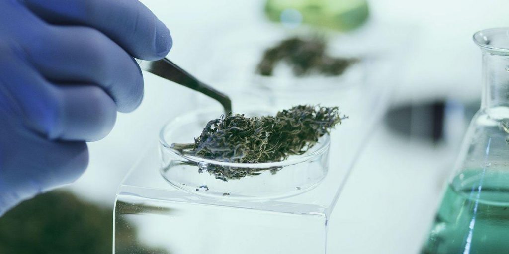 Food-Grade Cannabis Extraction: Safety and Standards - PURE5™ Nutrients