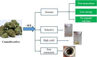 The Safest Cannabis Extraction Methods You Can Use