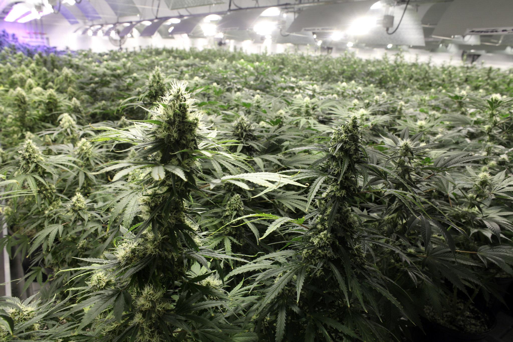 Top Cannabis Equipment Trends to Watch in 2025