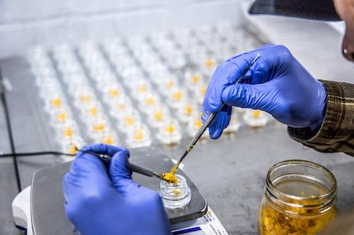Top Cannabis Extraction Courses for Professionals